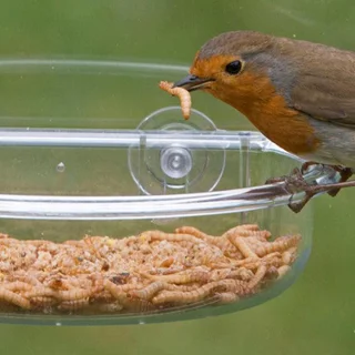 غذای پرنده تاپ فید مدل Meal Worm وزن 40 گرم-2.webp